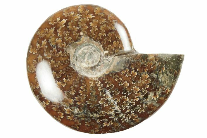 4.2" Polished Ammonite Fossil - Madagascar